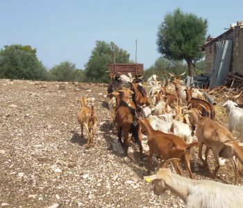 capre in masseria sul Gargano in Puglia